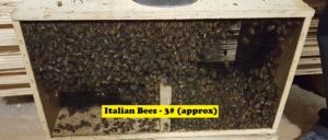Italian Bee Package - 3# (tax-exempt)