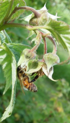 Bee-Raspberries-Close-Up-Copy