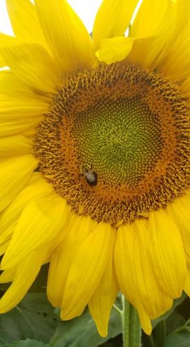 Sunflower-Bumblebee-sonja